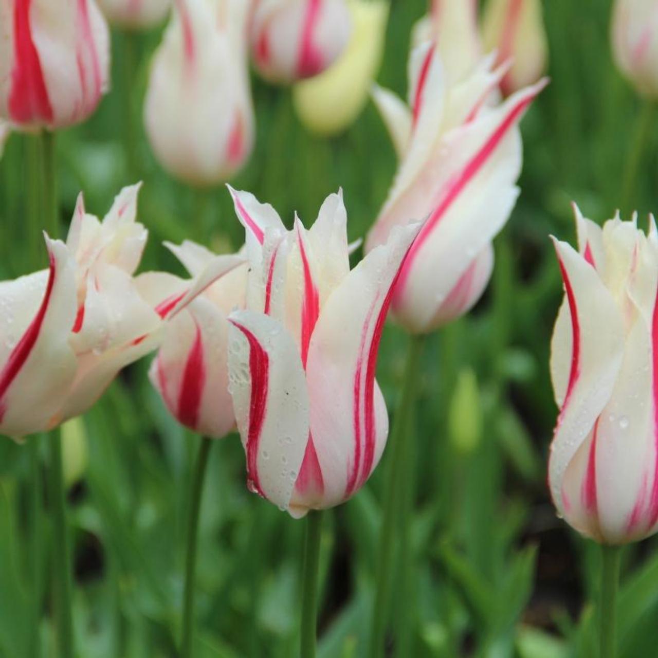 Tulipa 'Marilyn' plant