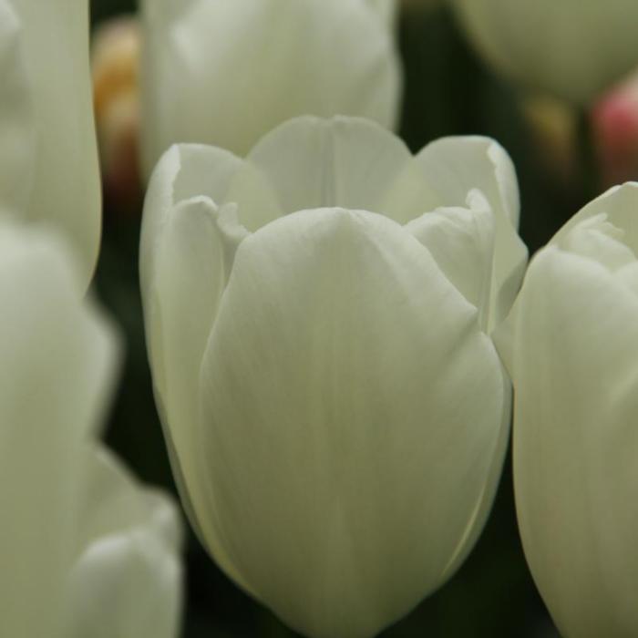 Tulipa 'Maureen' plant