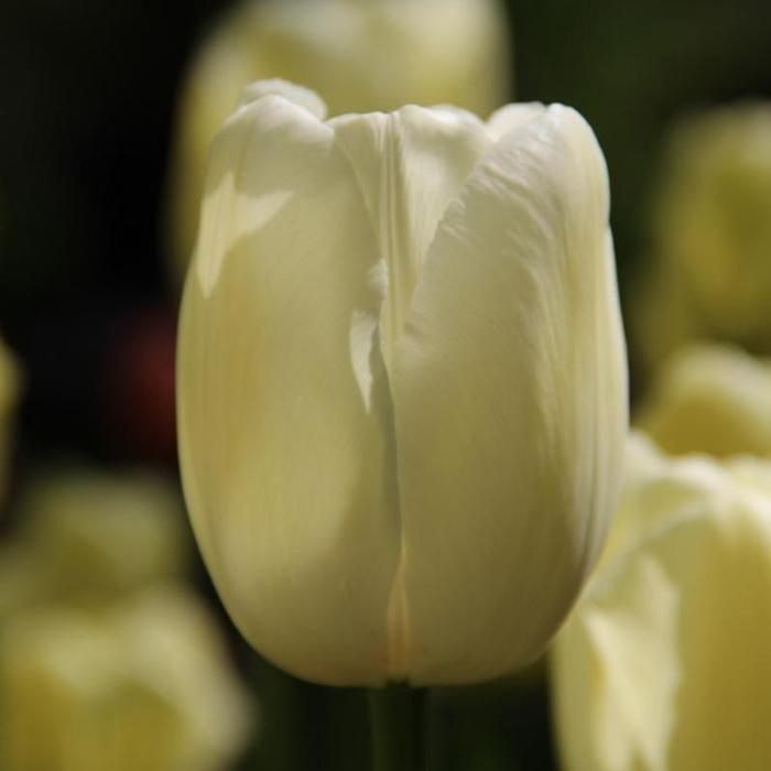 Tulipa 'Maureen' plant