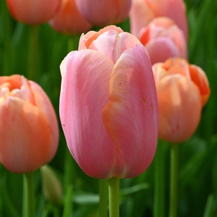 Tulipa 'Menton' plant