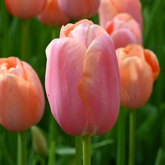 Tulipa 'Menton' plant