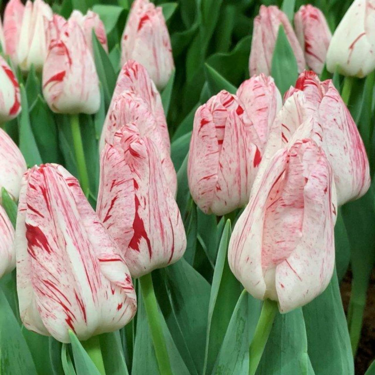 Tulipa 'Merel Delight' plant