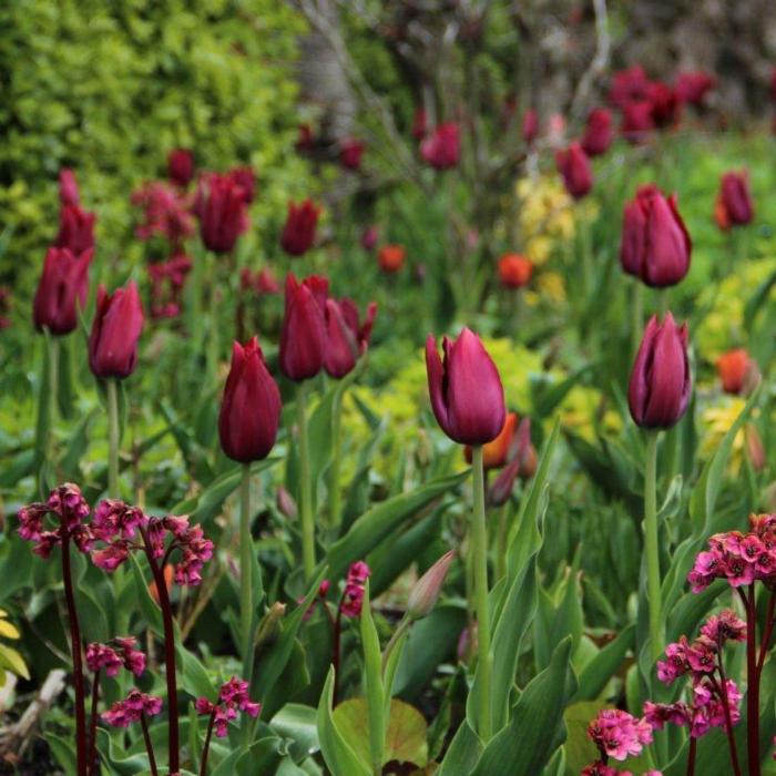 Tulipa 'Merlot' plant