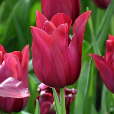 tulipa-merlot