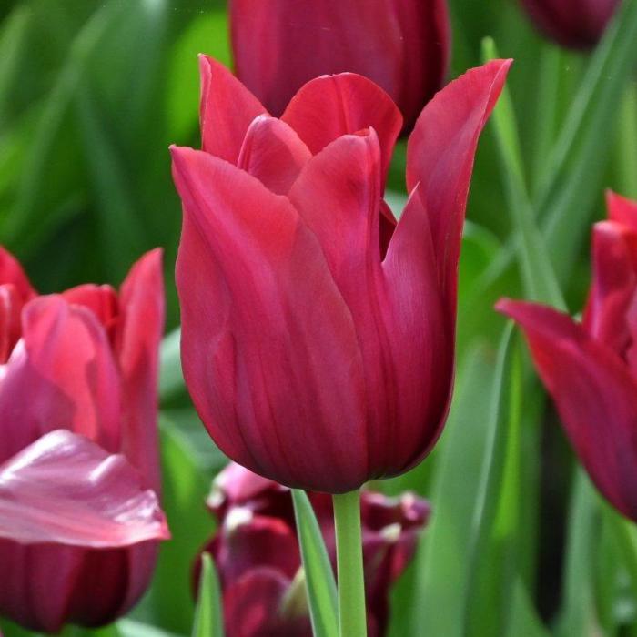 Tulipa 'Merlot' plant