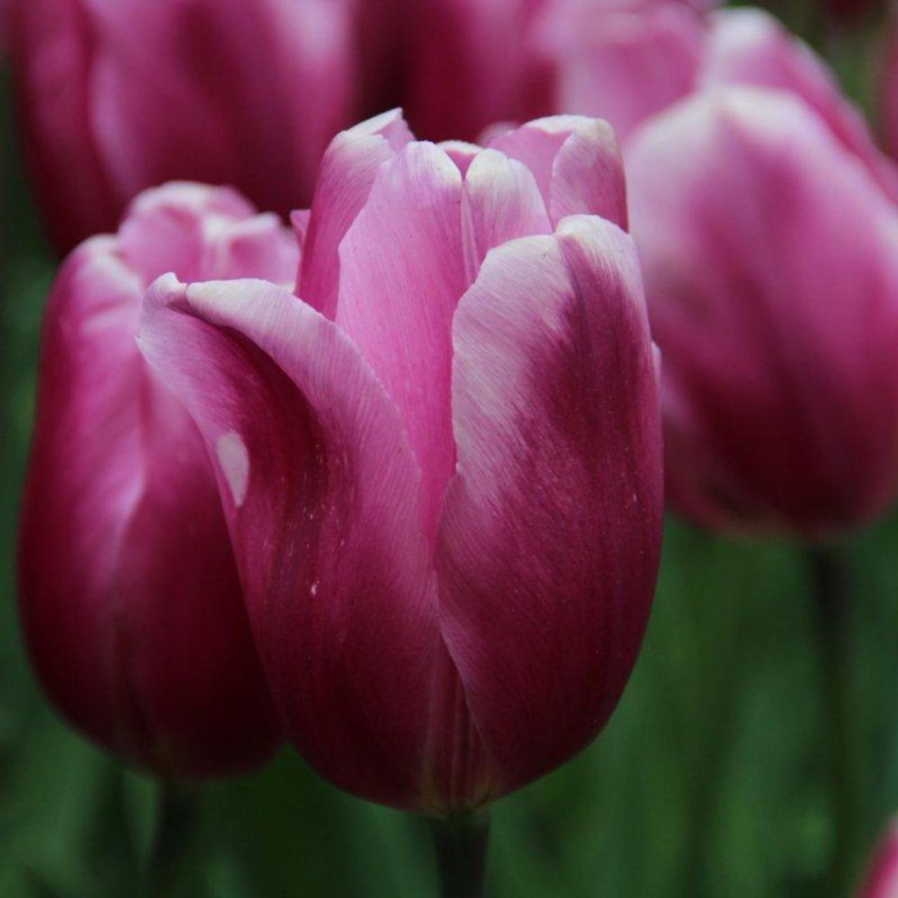 Tulipa 'Mistress' plant