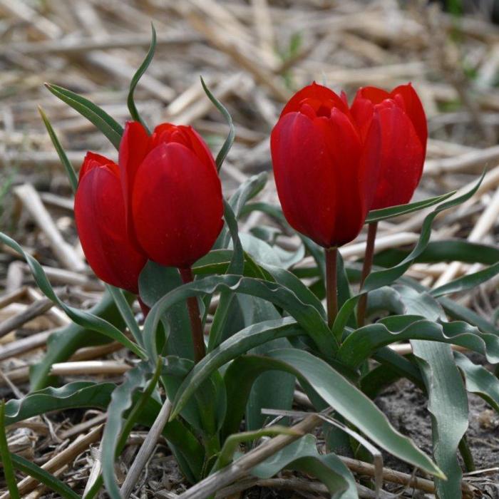 Tulipa montana plant