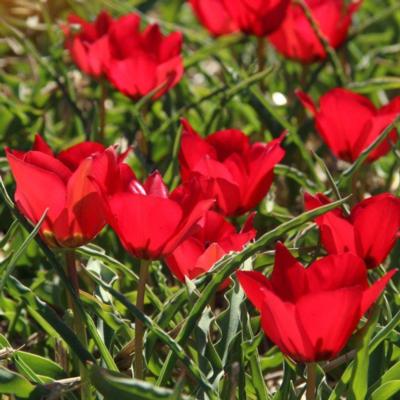 tulipa-montana