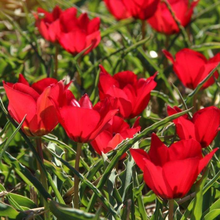 Tulipa montana plant
