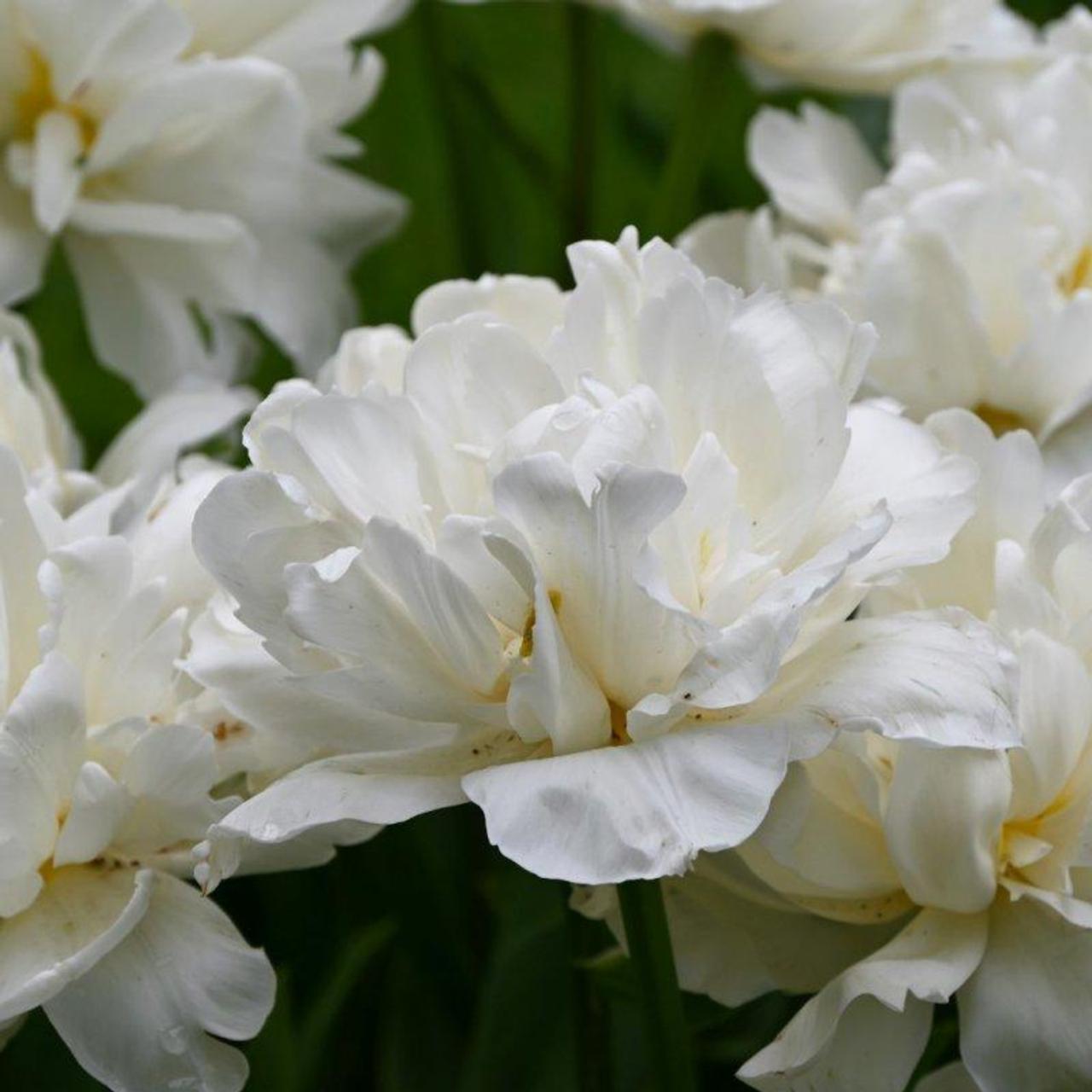 Tulipa 'Mount Tacoma' plant