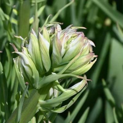 tulipa-mystery-valley