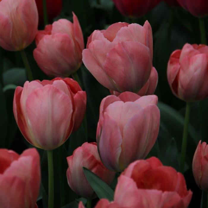 Tulipa 'Mystic van Eijk' plant