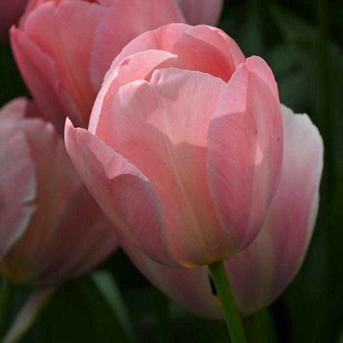 Tulipa 'Mystic van Eijk' plant