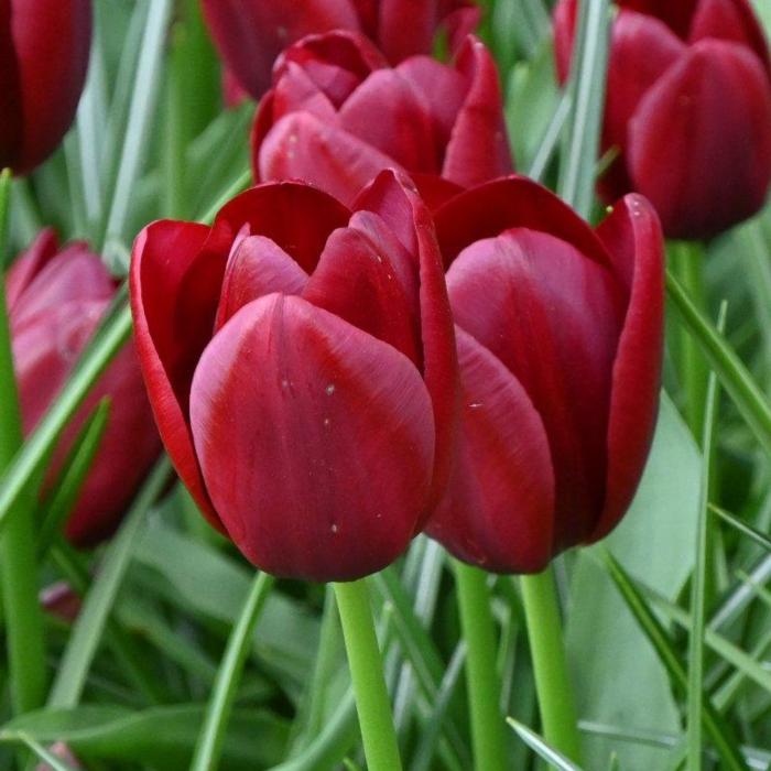 Tulipa 'National Velvet' plant