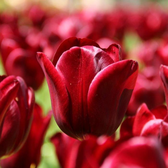 Tulipa 'National Velvet' plant