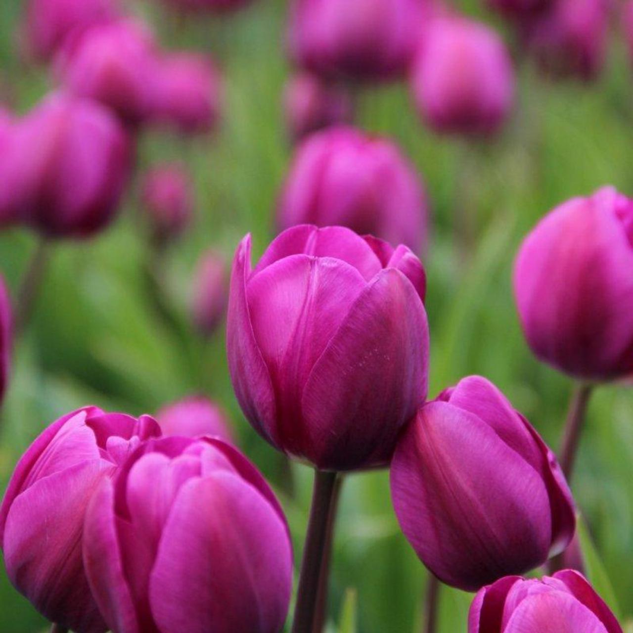 Tulipa 'Negrita' plant