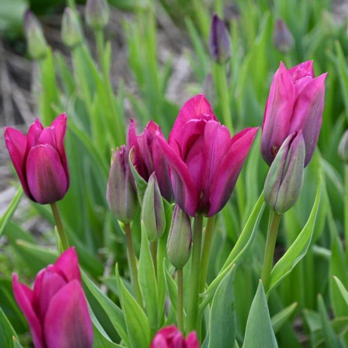 Tulipa 'Night Club' plant