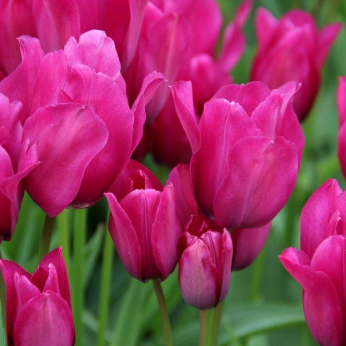 Tulipa 'Night Club' plant