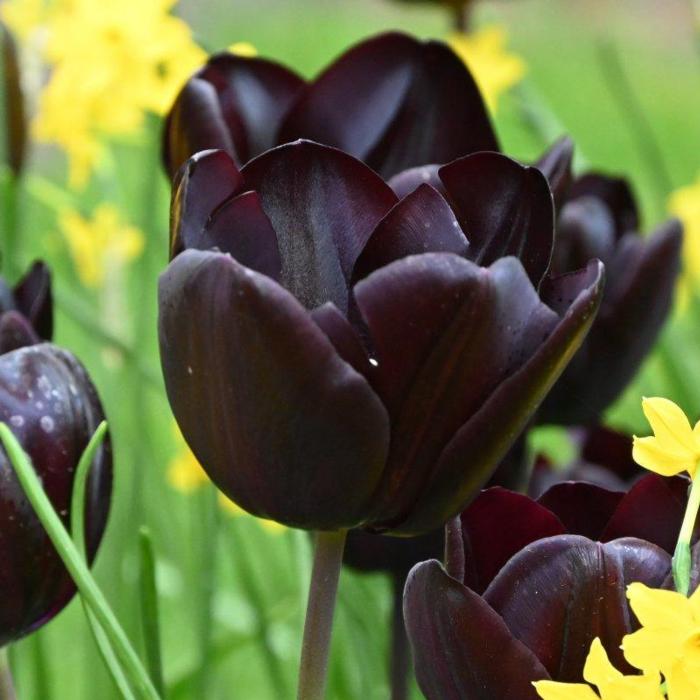 Tulipa 'Nightmare'  plant