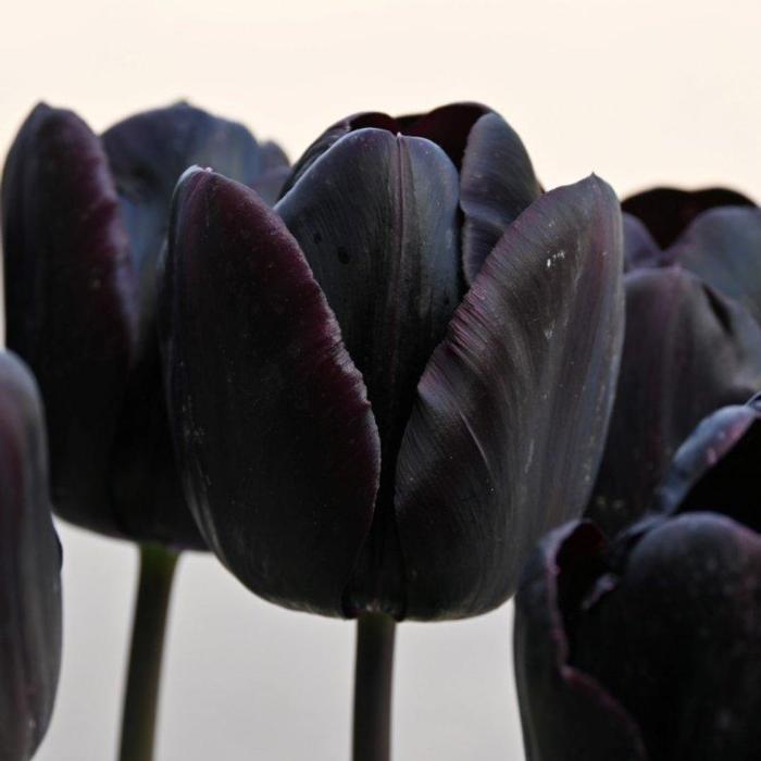 Tulipa 'Nightmare'  plant