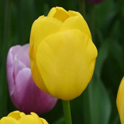tulipa-novi-sun
