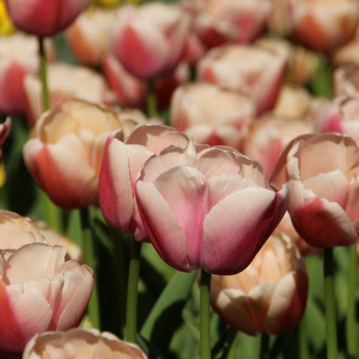Tulipa 'Ollioules' plant