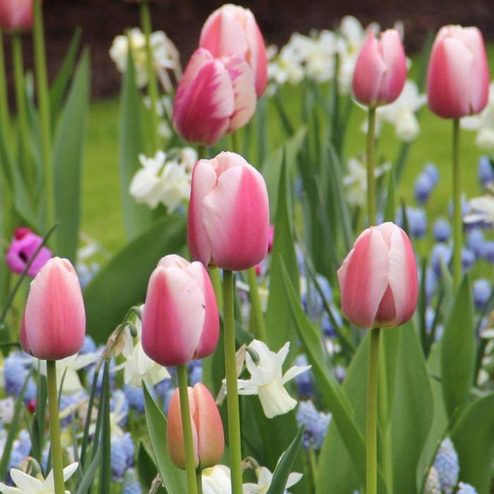 Tulipa 'Ollioules' plant