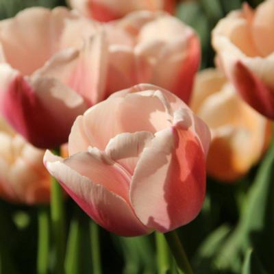 tulipa-ollioules