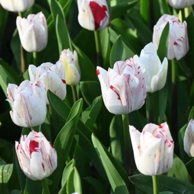 tulipa-one-direction