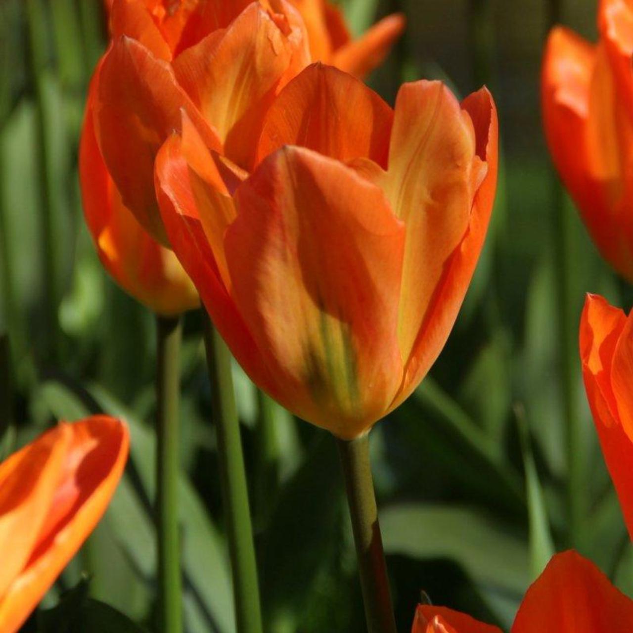 Tulipa 'Orange Emperor' plant