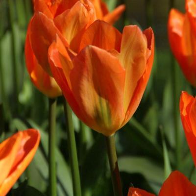 tulipa-orange-emperor