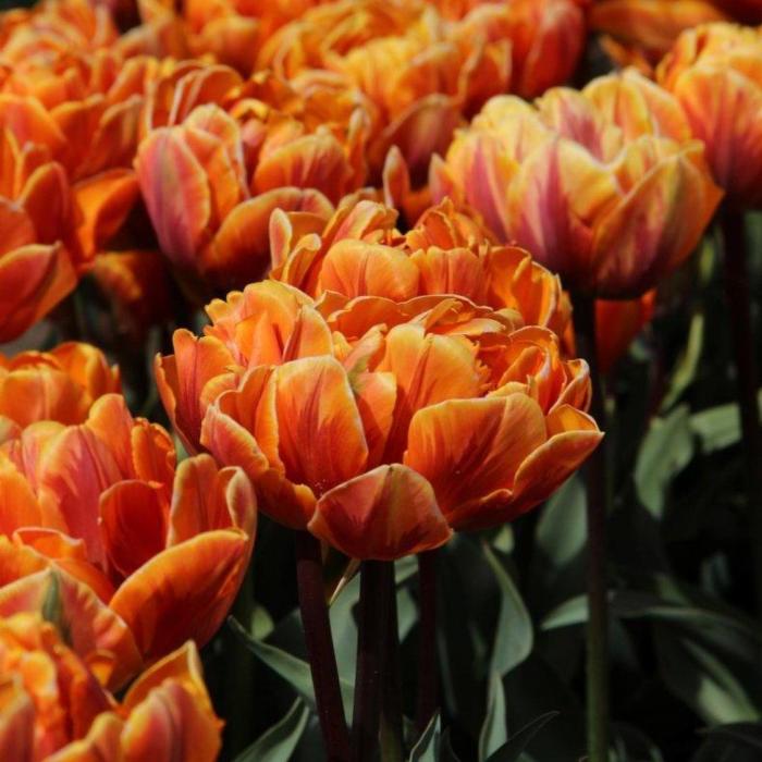 Tulipa 'Orange Princess' plant