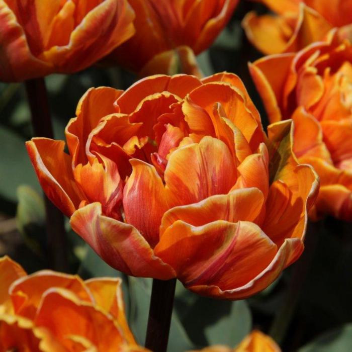Tulipa 'Orange Princess' plant