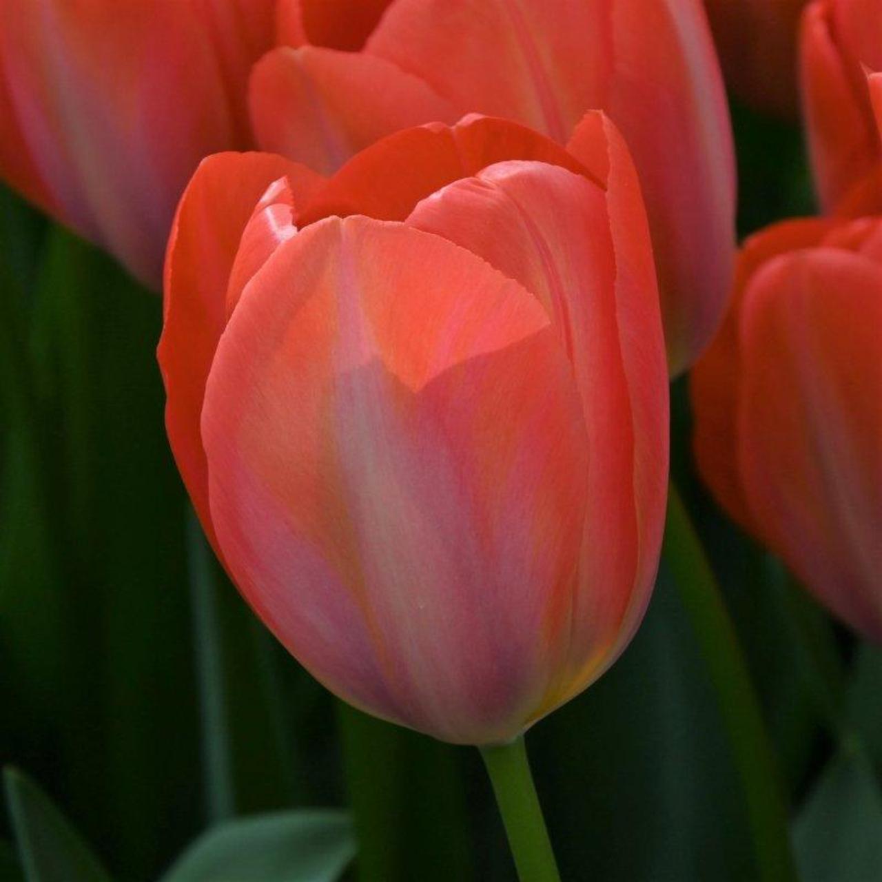 Tulipa 'Orange van Eijk' plant