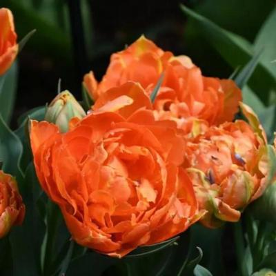 tulipa-orca