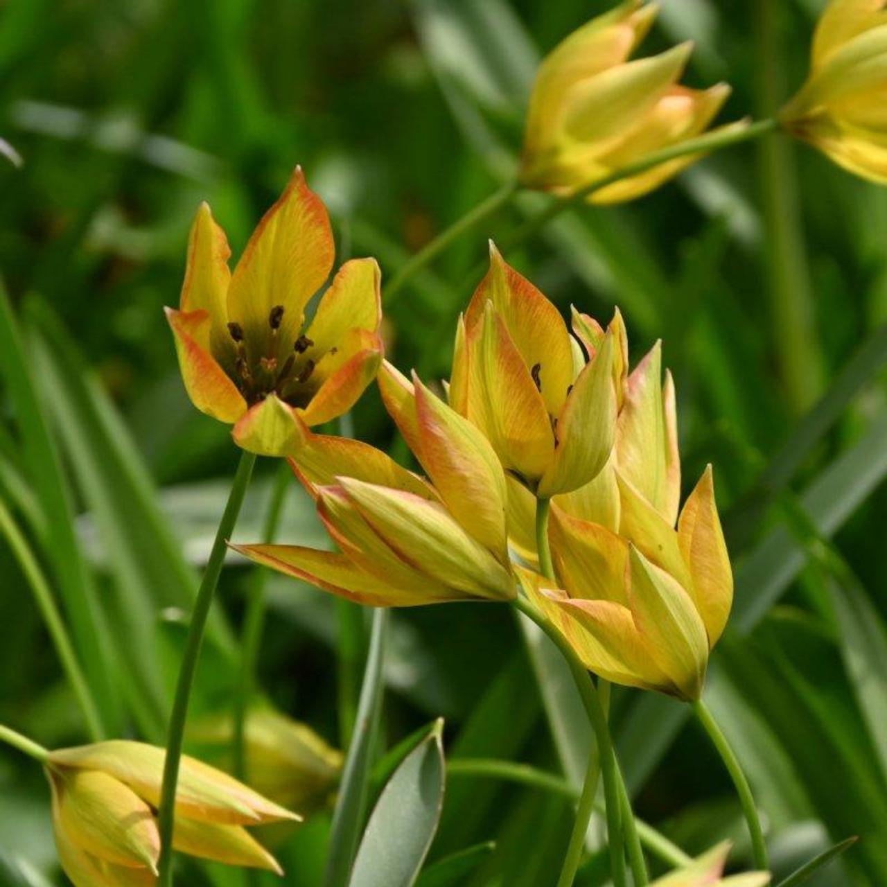 Tulipa orphanidea 'Flava' plant