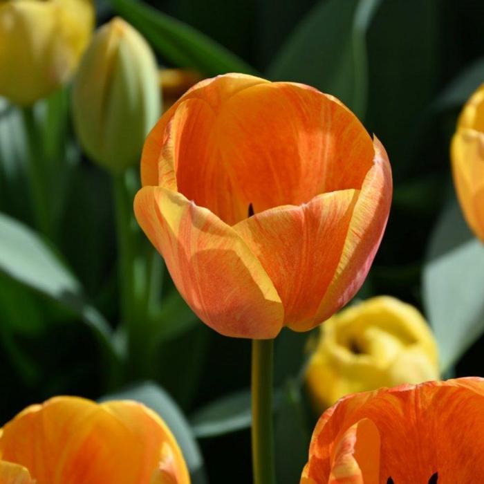 Tulipa 'Paintbrush' plant