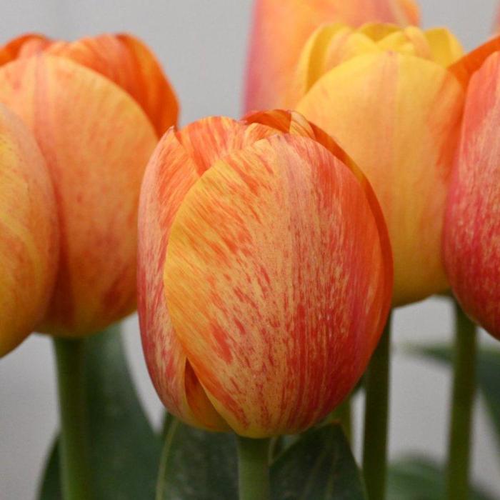 Tulipa 'Paintbrush' plant