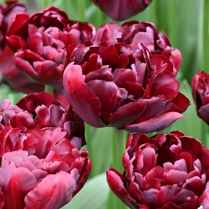 Tulipa 'Palmyra' plant