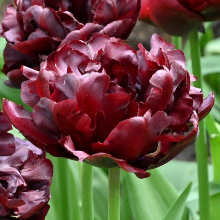 Tulipa 'Palmyra' plant