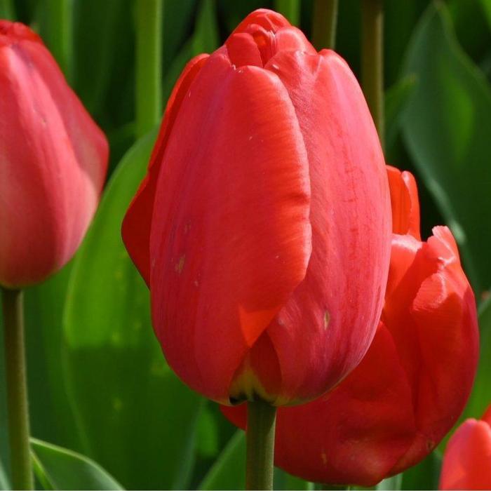 Tulipa 'Parade' plant