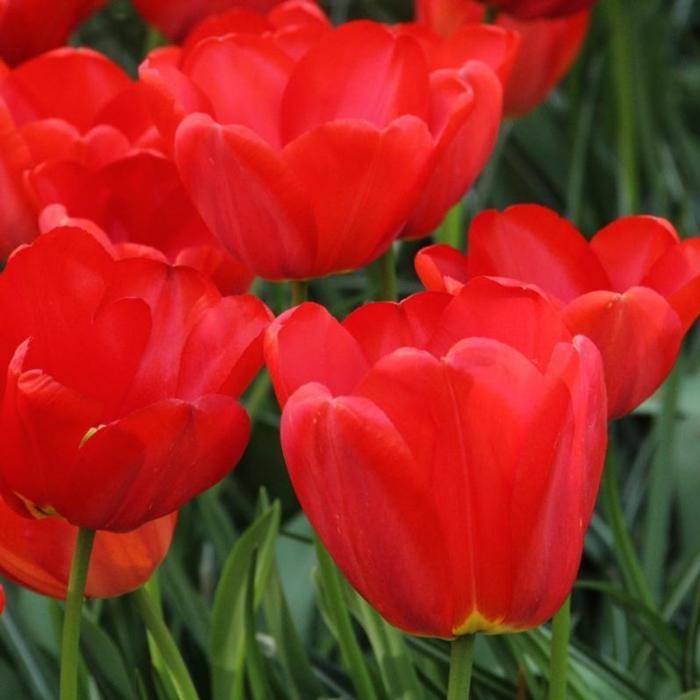Tulipa 'Parade' plant