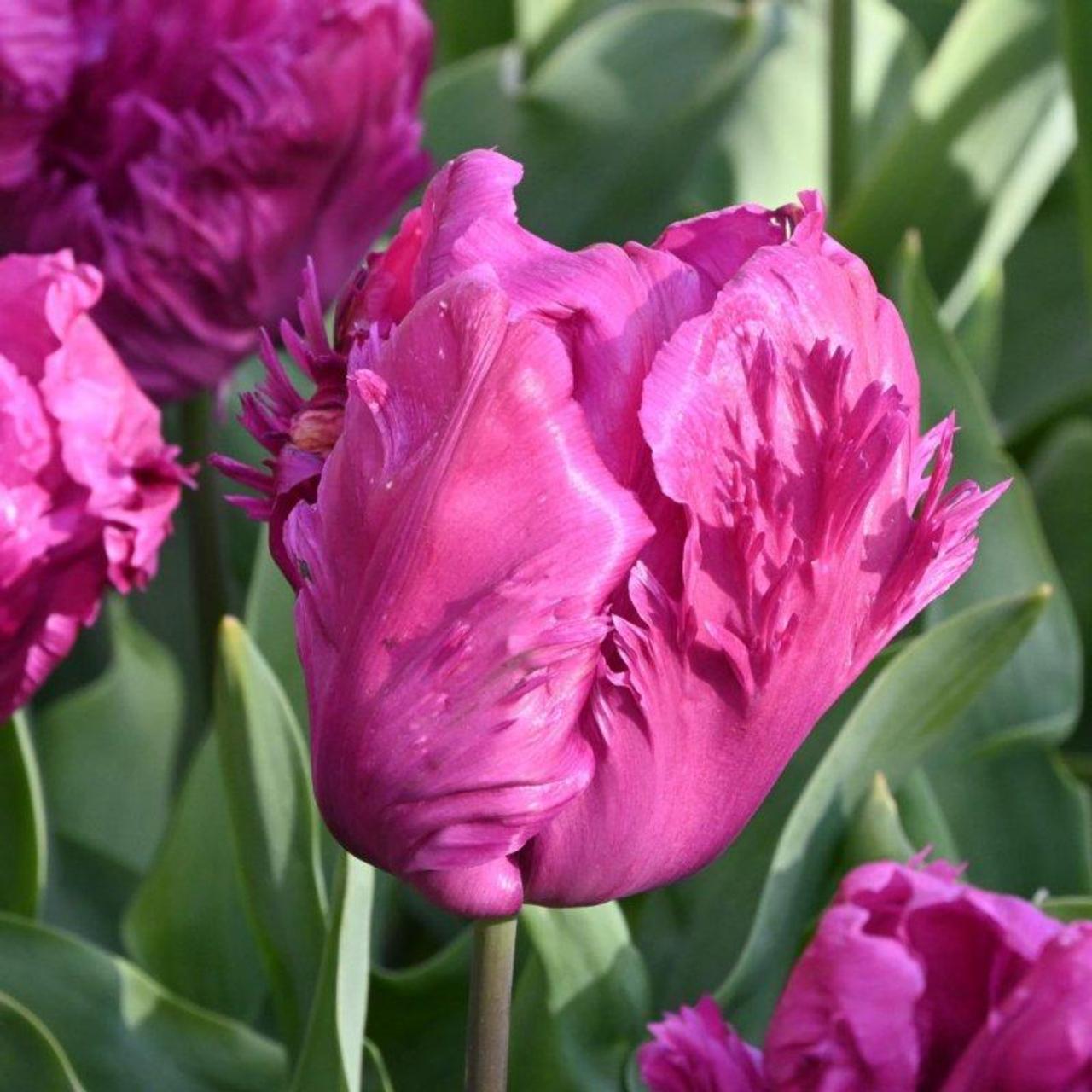 Tulipa 'Parrot Prince' plant