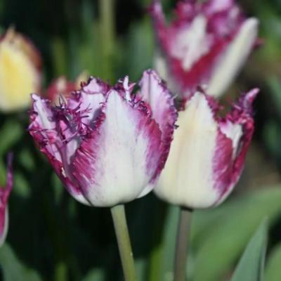 tulipa-passion-play