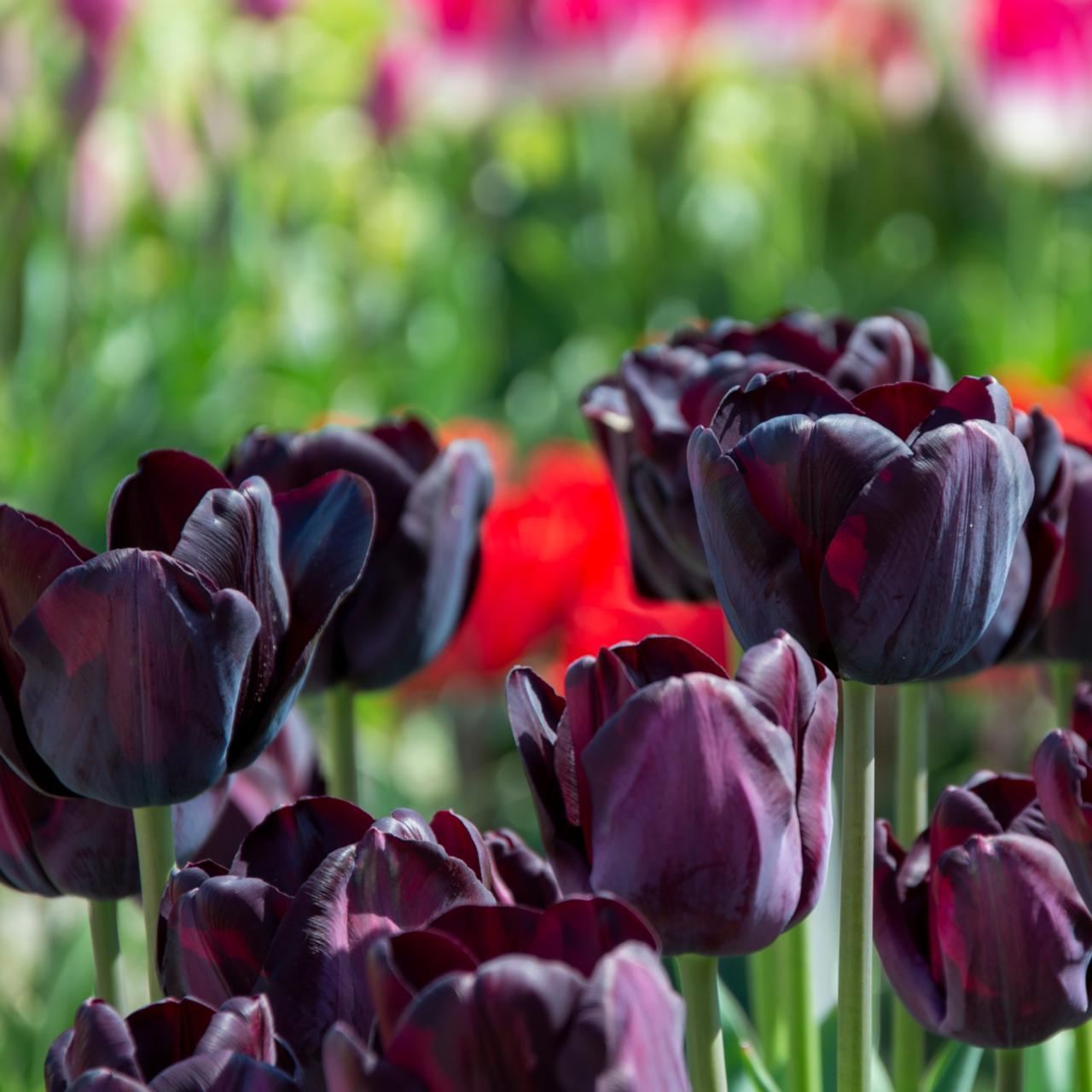 Tulipa 'Paul Scherer' plant