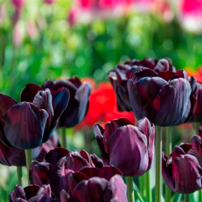 tulipa-paul-scherer