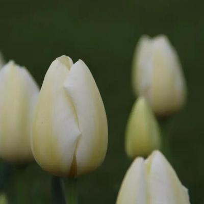 tulipa-pays-bas