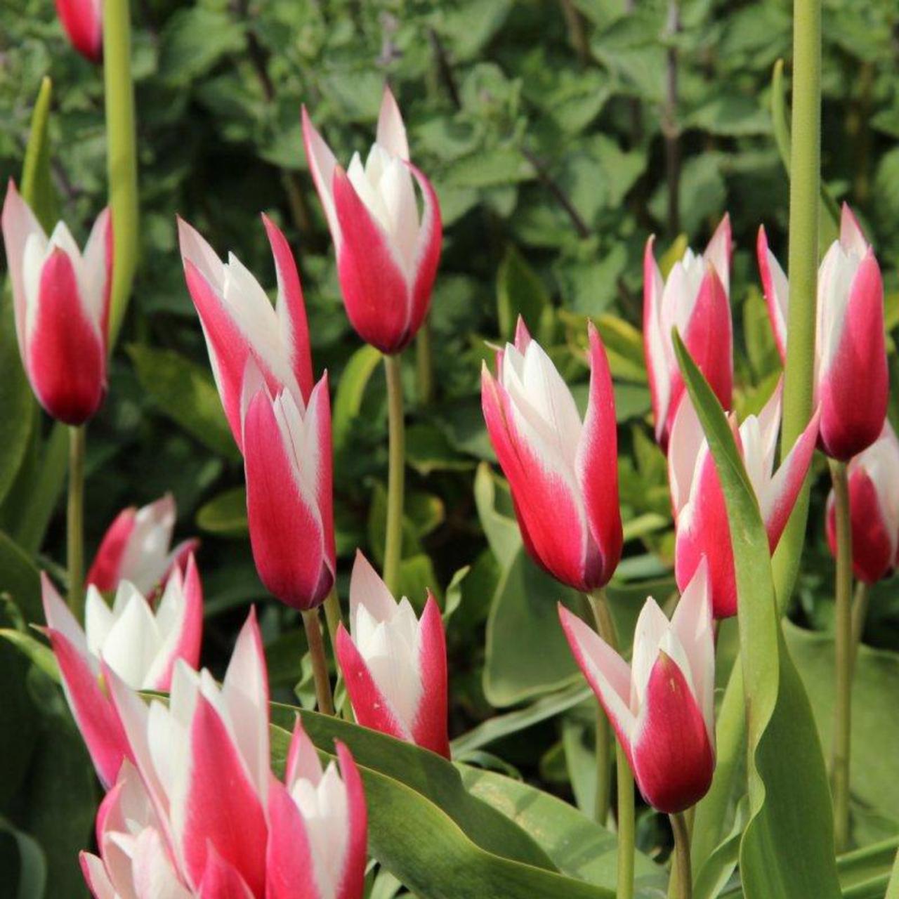 Tulipa 'Peppermintstick' plant