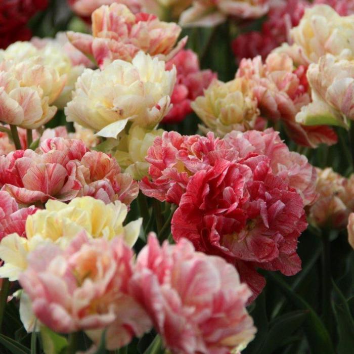 Tulipa 'Peptalk' plant