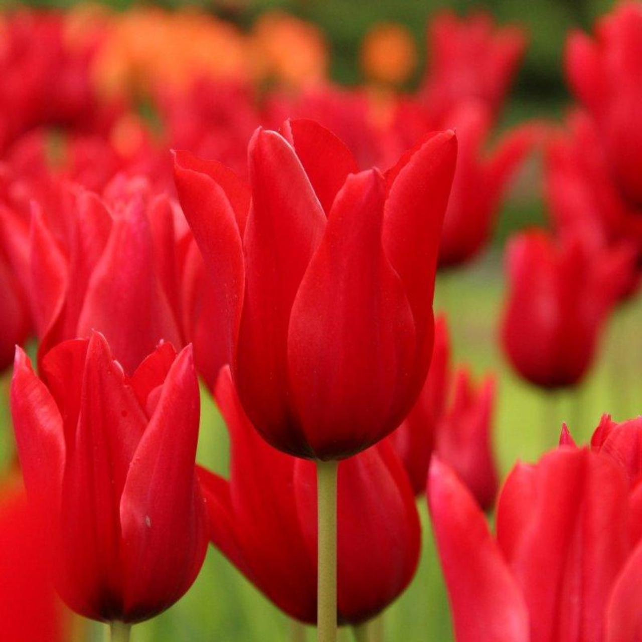 Tulipa 'Pieter de Leur' plant